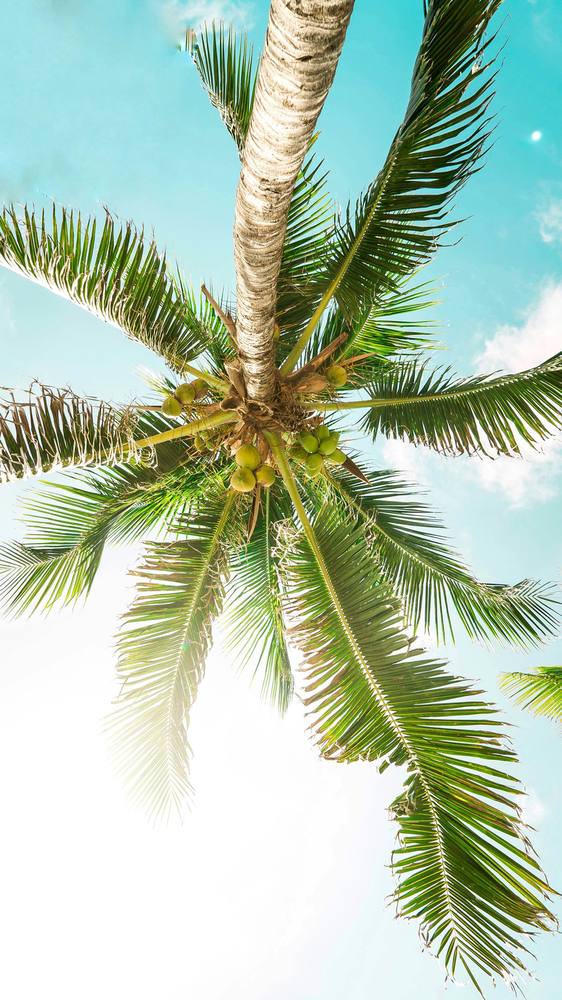 Coconut palm