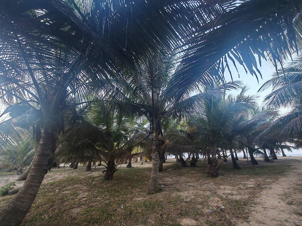Coconut Oil
